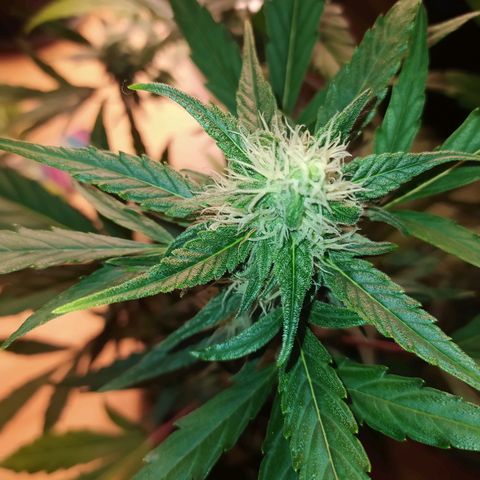 RR toinen growlog timeline photo