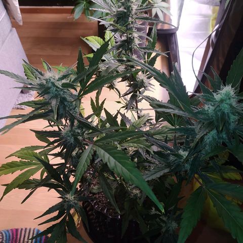RR toinen growlog timeline photo