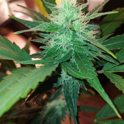 RR toinen growlog timeline photo