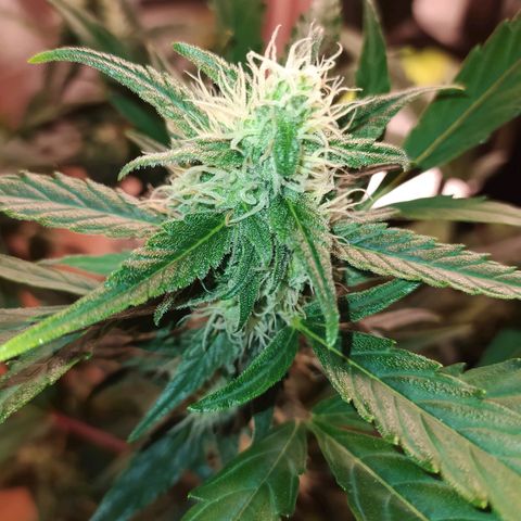 RR toinen growlog timeline photo