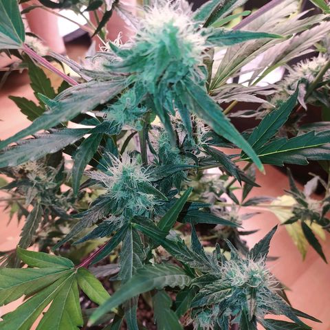 RR toinen growlog timeline photo