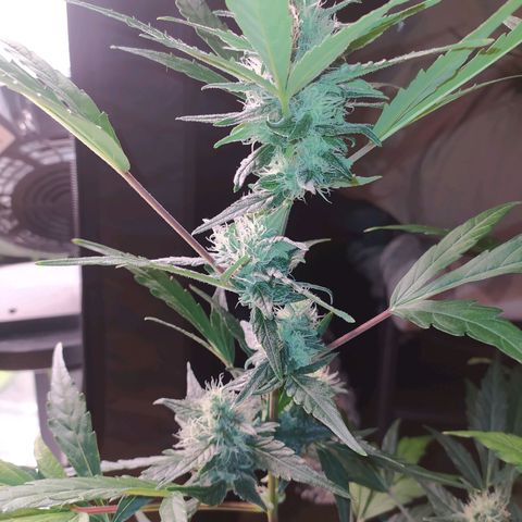 RR toinen growlog timeline photo