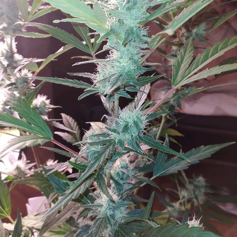 RR toinen growlog timeline photo
