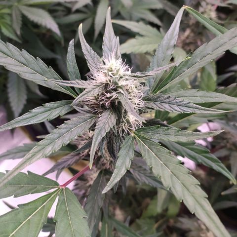 RR toinen growlog timeline photo