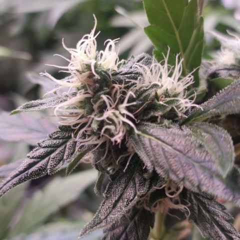 RR toinen growlog timeline photo