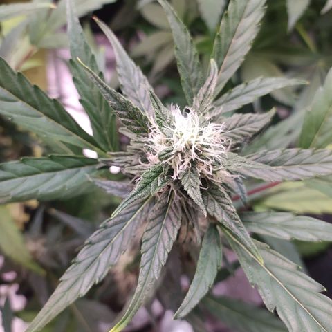RR toinen growlog timeline photo