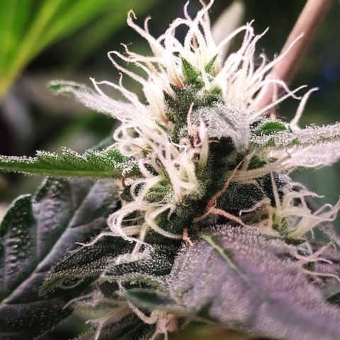 RR toinen growlog timeline photo