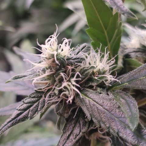 RR toinen growlog timeline photo