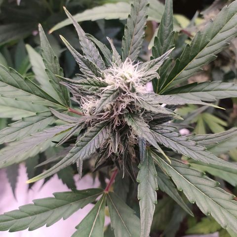 RR toinen growlog timeline photo
