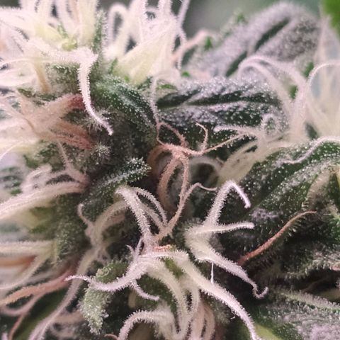 RR toinen growlog timeline photo