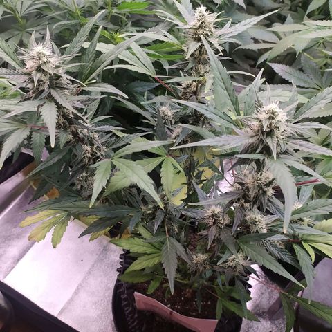 RR toinen growlog timeline photo