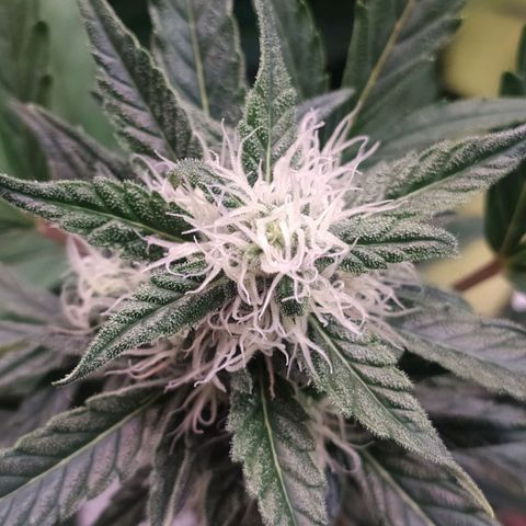 RR toinen growlog timeline photo