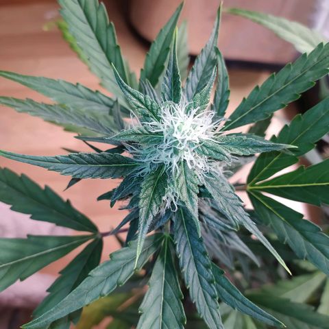 RR toinen growlog timeline photo
