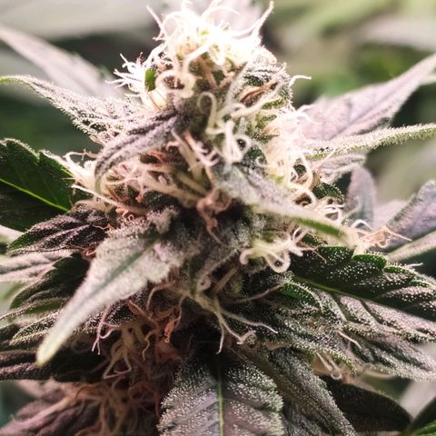 RR toinen growlog timeline photo