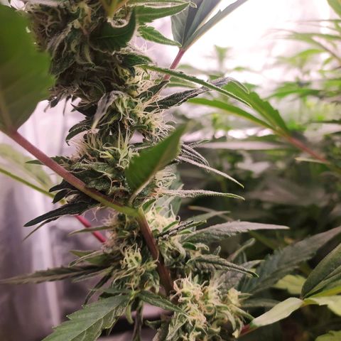 RR toinen growlog timeline photo