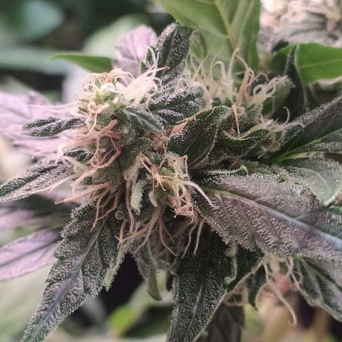 RR toinen growlog timeline photo