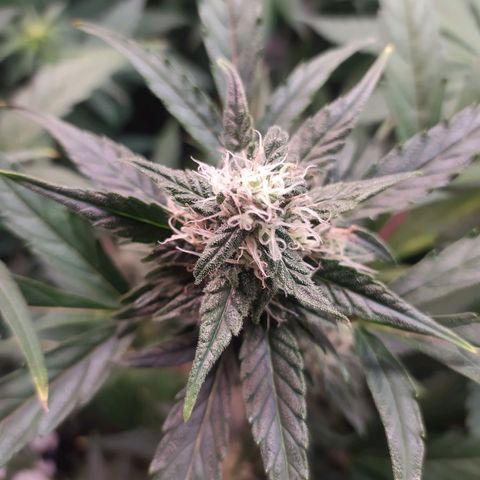 RR toinen growlog timeline photo