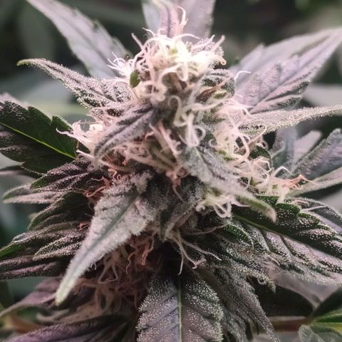 RR toinen growlog timeline photo