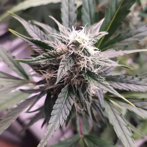 RR toinen growlog timeline photo
