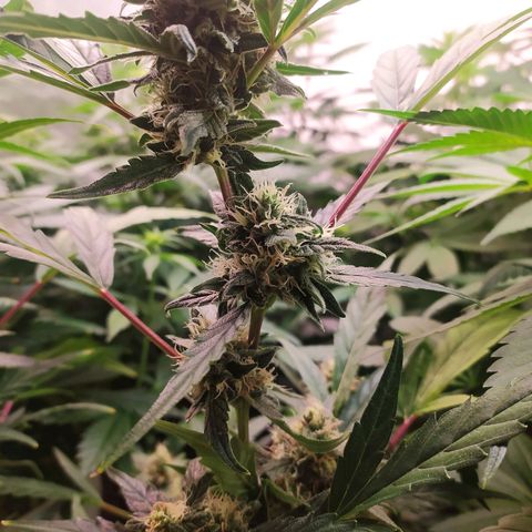 RR toinen growlog timeline photo