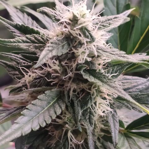 RR toinen growlog timeline photo
