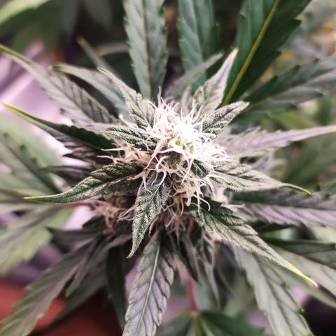 RR toinen growlog timeline photo