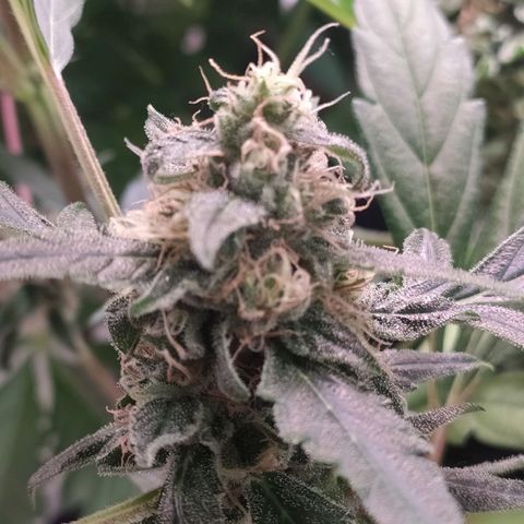 RR toinen growlog timeline photo