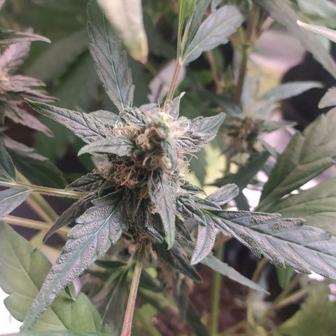 RR toinen growlog timeline photo