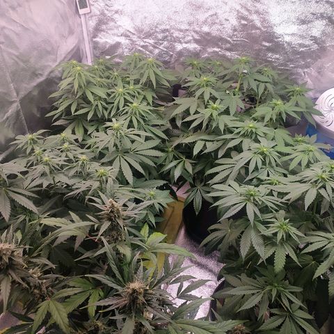 RR toinen growlog timeline photo