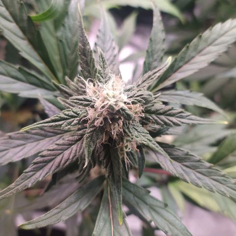 RR toinen growlog timeline photo