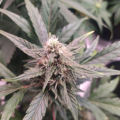 RR toinen growlog timeline photo