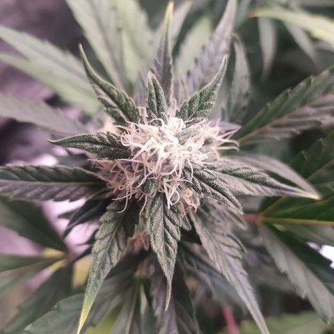RR toinen growlog timeline photo