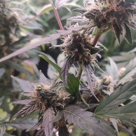 RR toinen growlog timeline photo