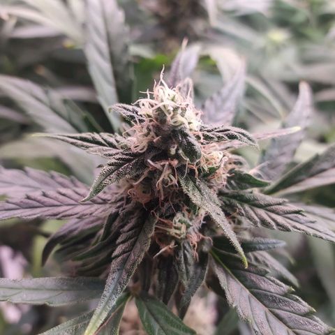 RR toinen growlog timeline photo