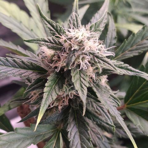RR toinen growlog timeline photo