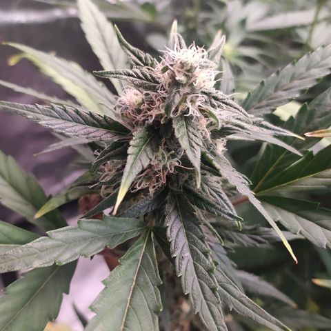 RR toinen growlog timeline photo