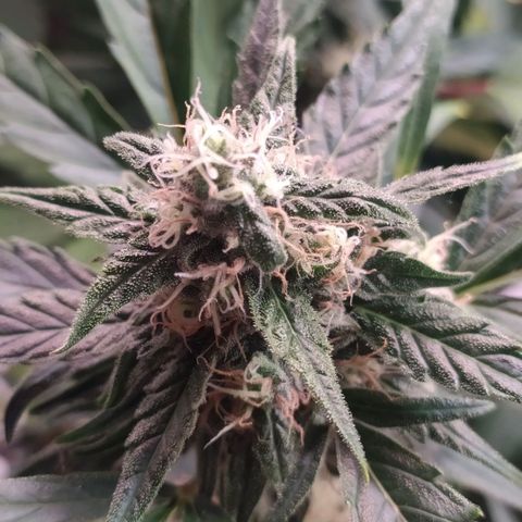 RR toinen growlog timeline photo