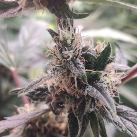 RR toinen growlog timeline photo