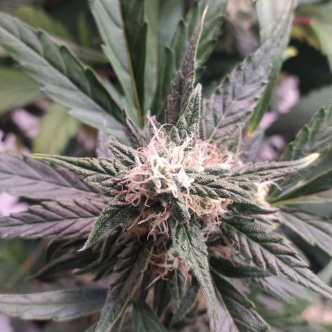 RR toinen growlog timeline photo