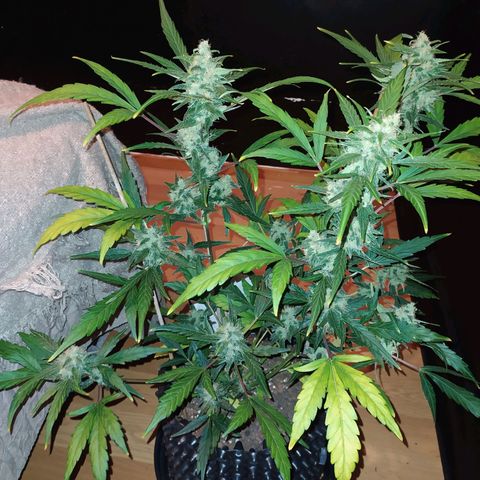 RR toinen growlog timeline photo