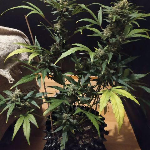 RR toinen growlog timeline photo
