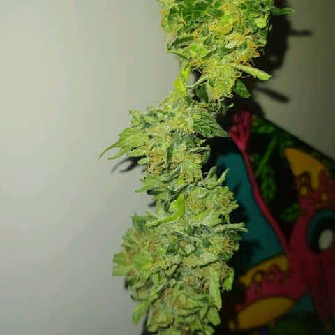 RR toinen growlog timeline photo