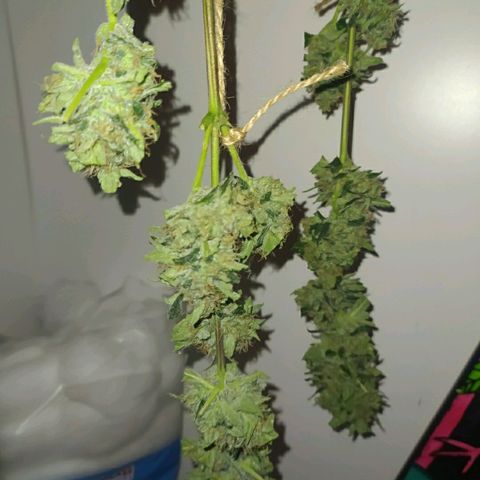 RR toinen growlog timeline photo