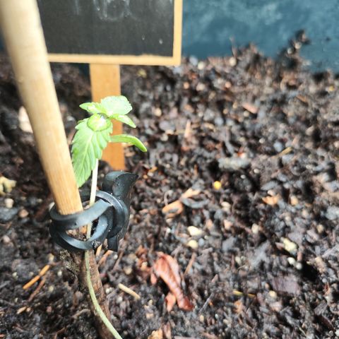 Choco Automatic #1 growlog timeline photo