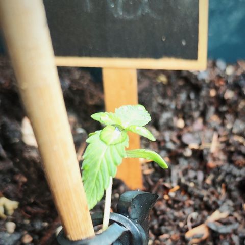 Choco Automatic #1 growlog timeline photo