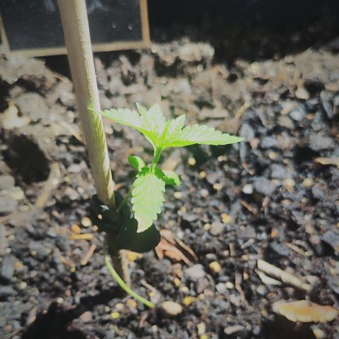 Choco Automatic #1 growlog timeline photo