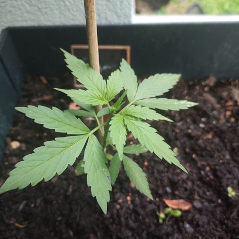 Choco Automatic #1 growlog timeline photo
