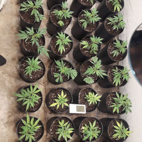 Rainbows growlog photo: Dia 2
