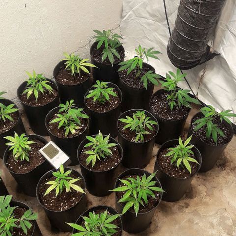 Rainbows growlog photo: Dia 2
