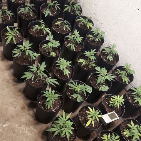 Rainbows growlog photo: Dia 2